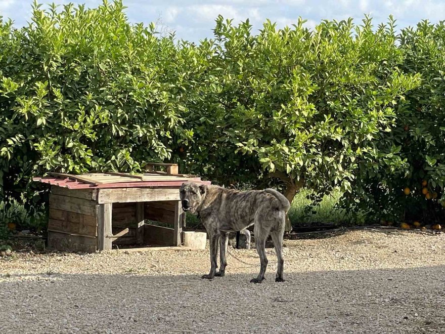 5 Kangal köpeği uyutarak, 45 kurbanlık koyunu çaldılar