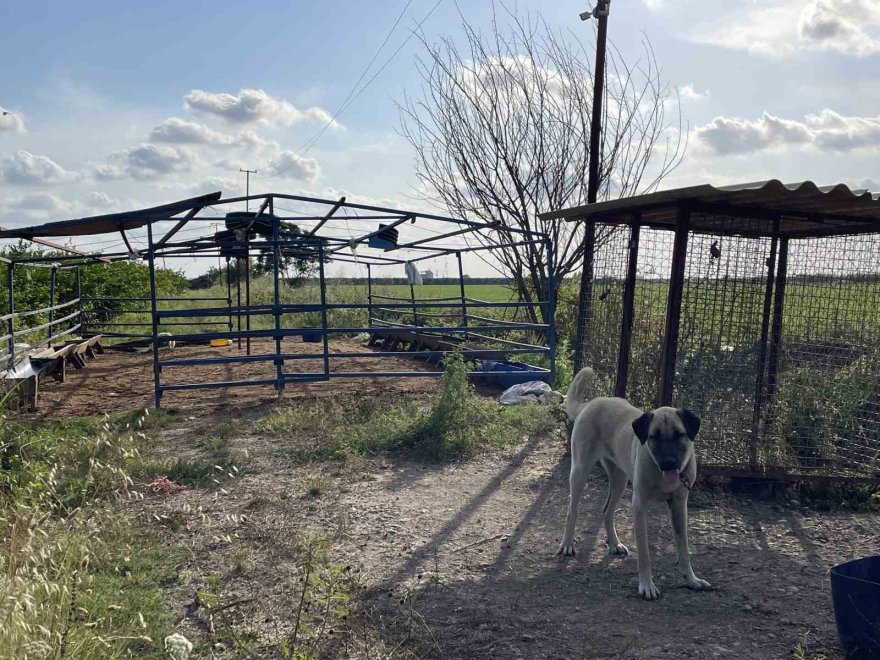 5 Kangal köpeği uyutarak, 45 kurbanlık koyunu çaldılar