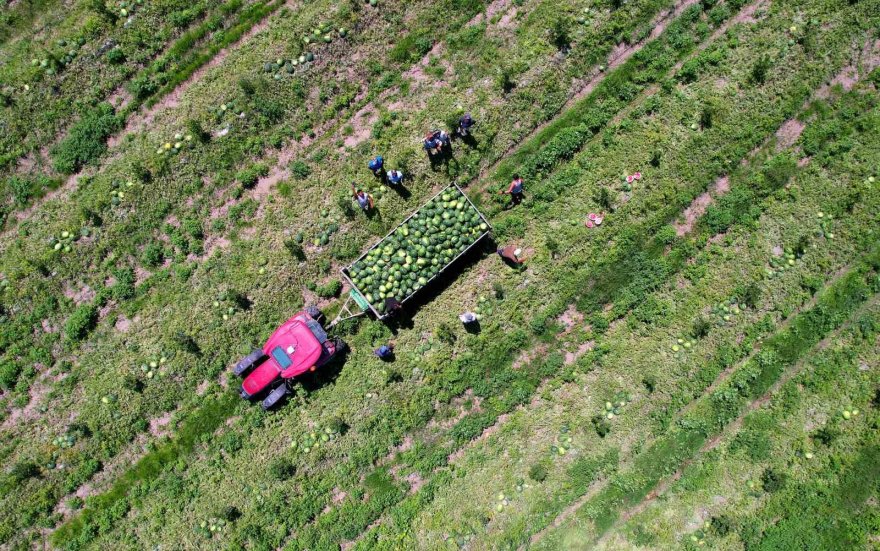 Adana’da karpuz fiyatları 7 liraya düştü