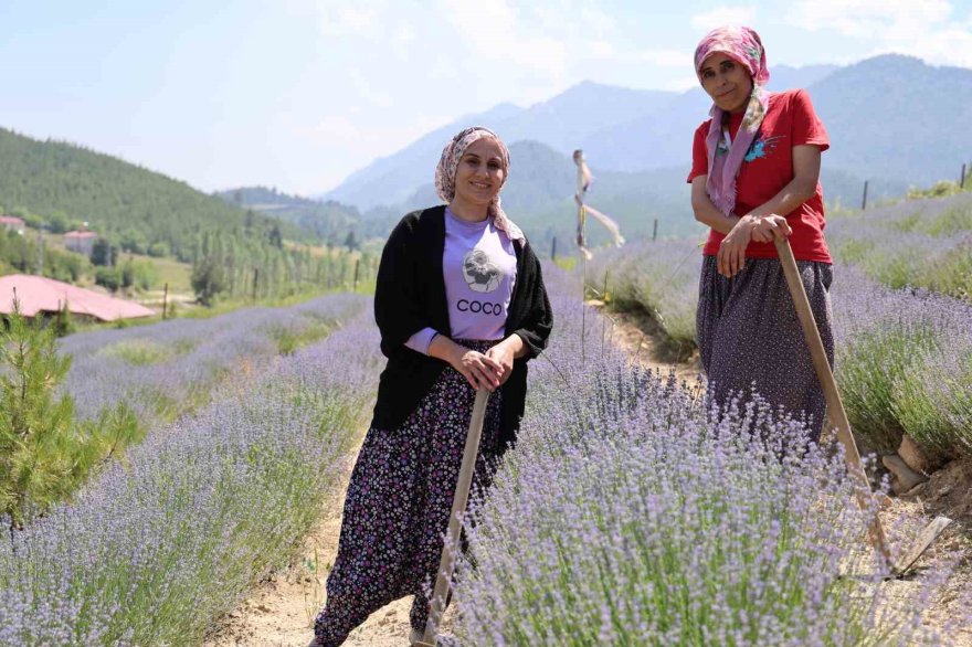 Tarlalar mor gelinliğini giydi, ziyaretçi için geri sayım başladı