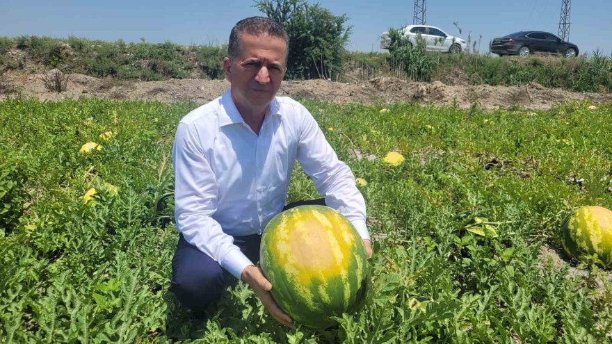 Aşırı sıcak kavun, karpuz, biber ve domatesleri yaktı