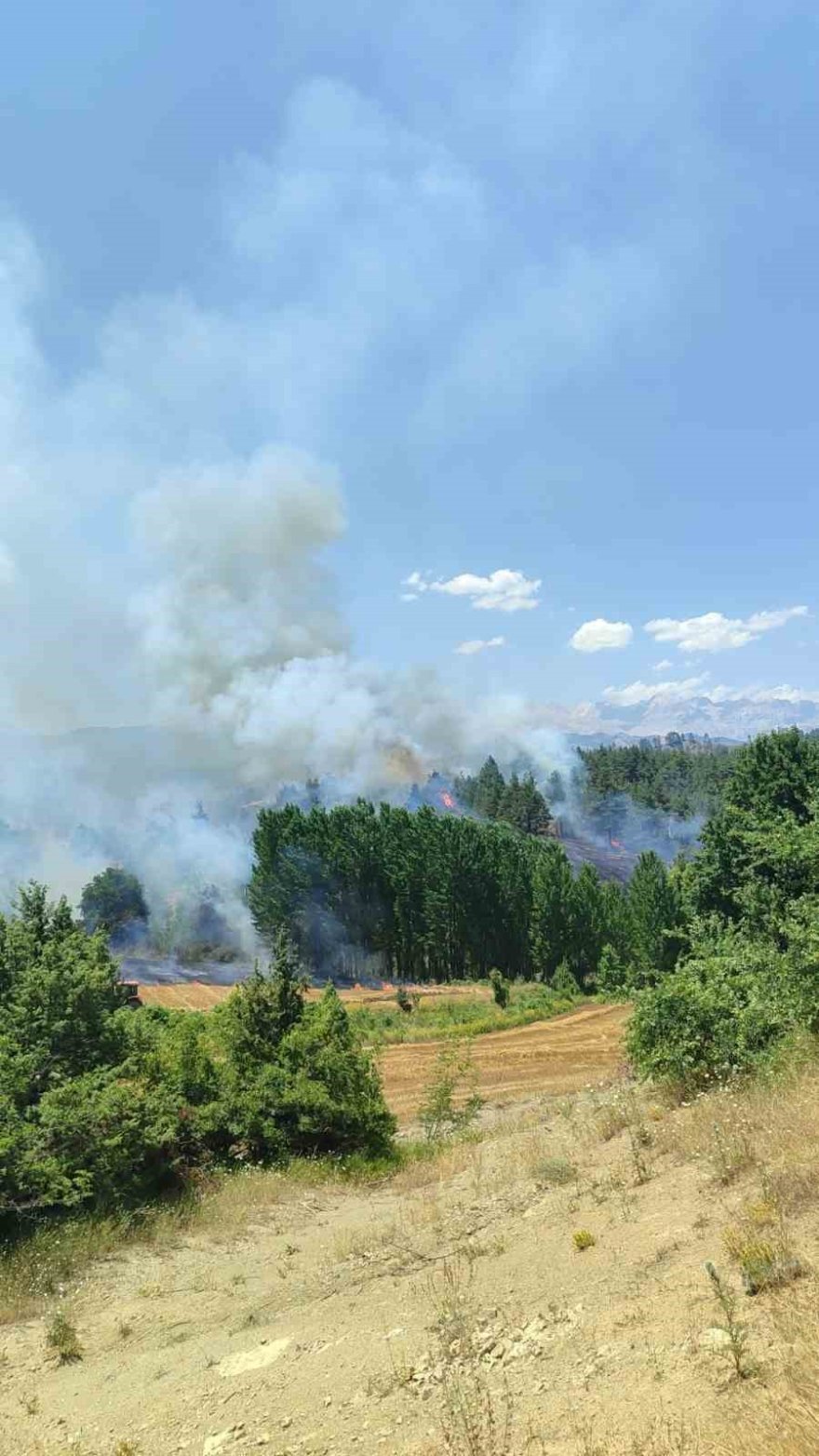 Adana’da orman yangını