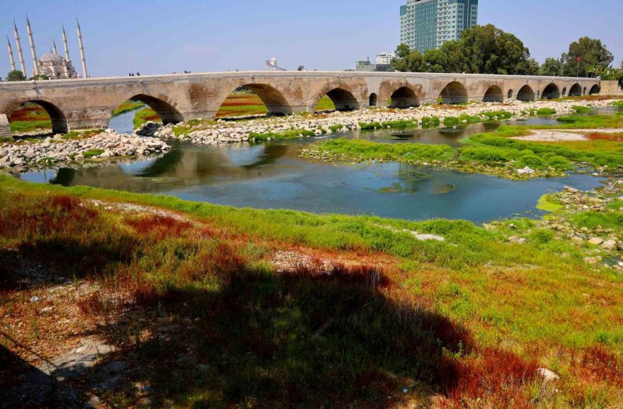 Körpü çalışması nedeniyle Seyhan Nehri’ni kaplayan yosunlar insan boyunu geçti, kötü koku kenti kapladı