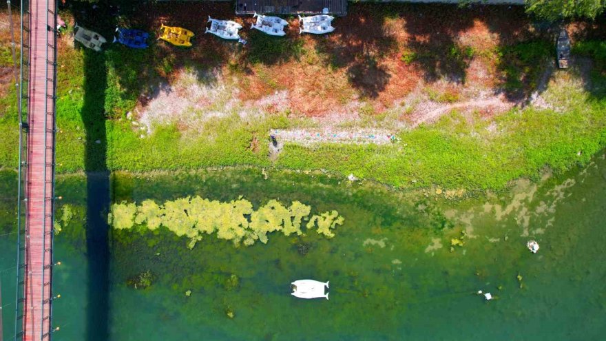 Körpü çalışması nedeniyle Seyhan Nehri’ni kaplayan yosunlar insan boyunu geçti, kötü koku kenti kapladı