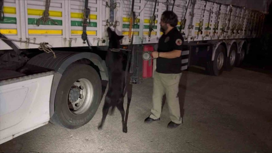 Narkotik polisi saman balyaları arasında 35 kilo esrar ele geçirdi