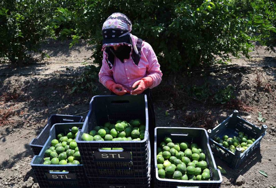 Adana’da limonun fiyatını düşürecek hasat başladı