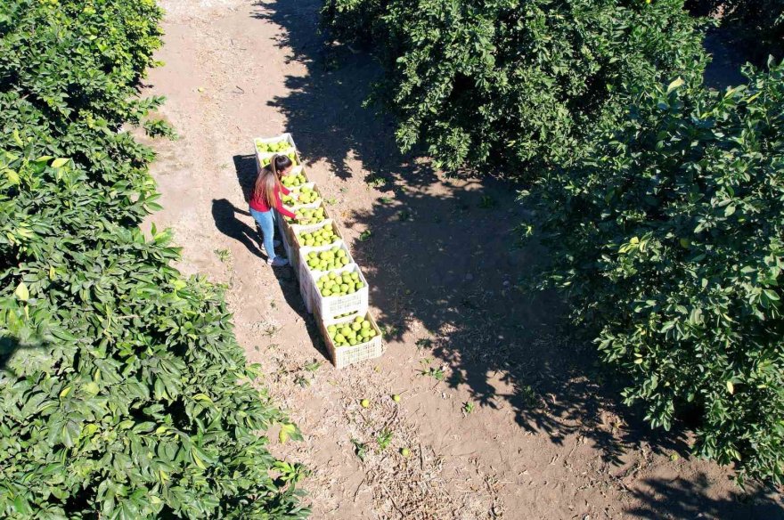 Adana’da portakaldan 371 bin ton verim bekleniyor