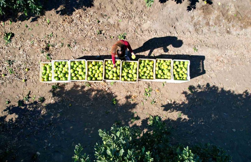 Adana’da portakaldan 371 bin ton verim bekleniyor