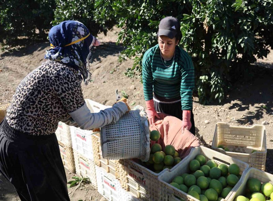 Adana’da portakaldan 371 bin ton verim bekleniyor