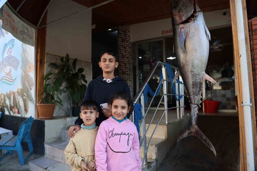 Balıkçı ağına insan boyunda orkinos takıldı